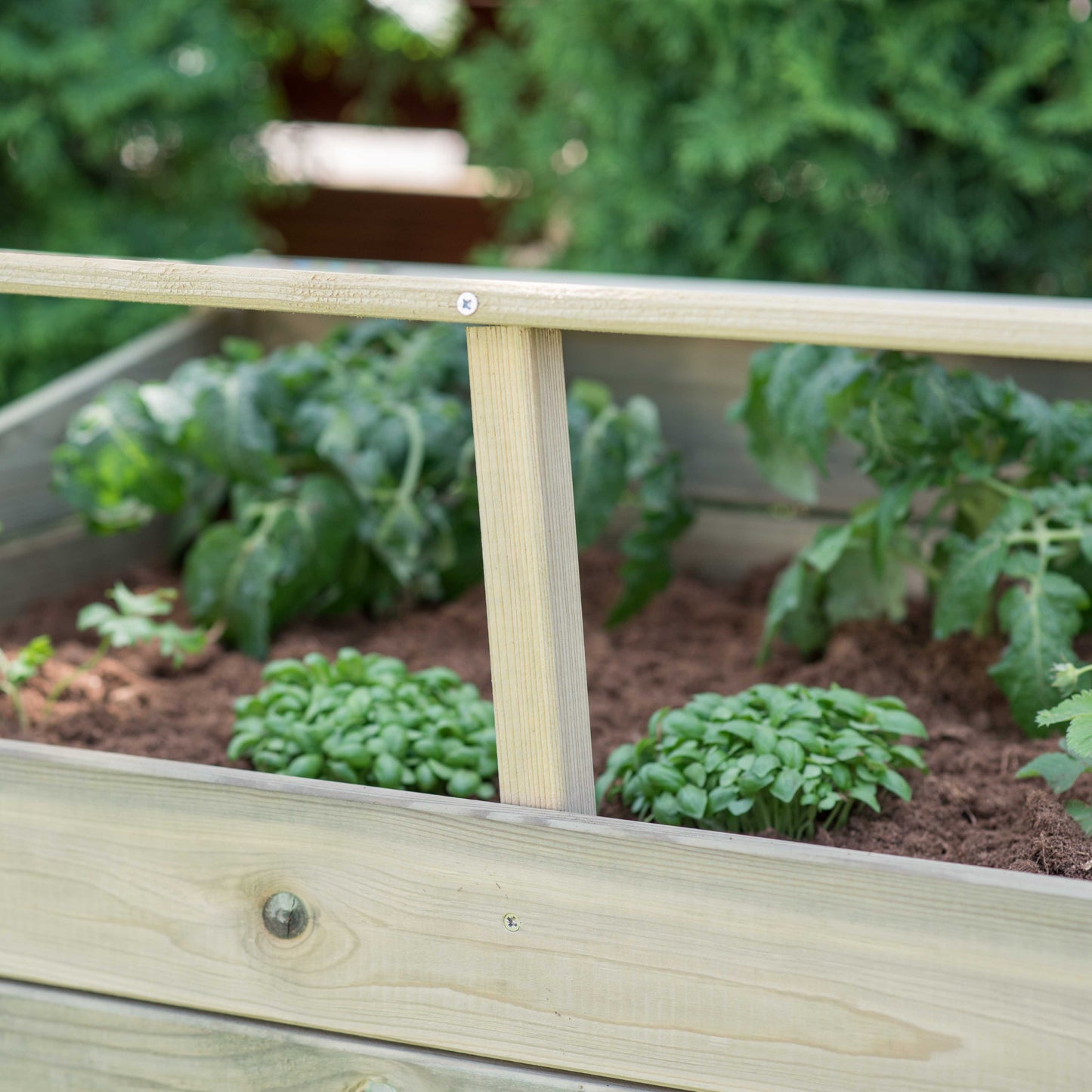 Raised bed - greenhouse