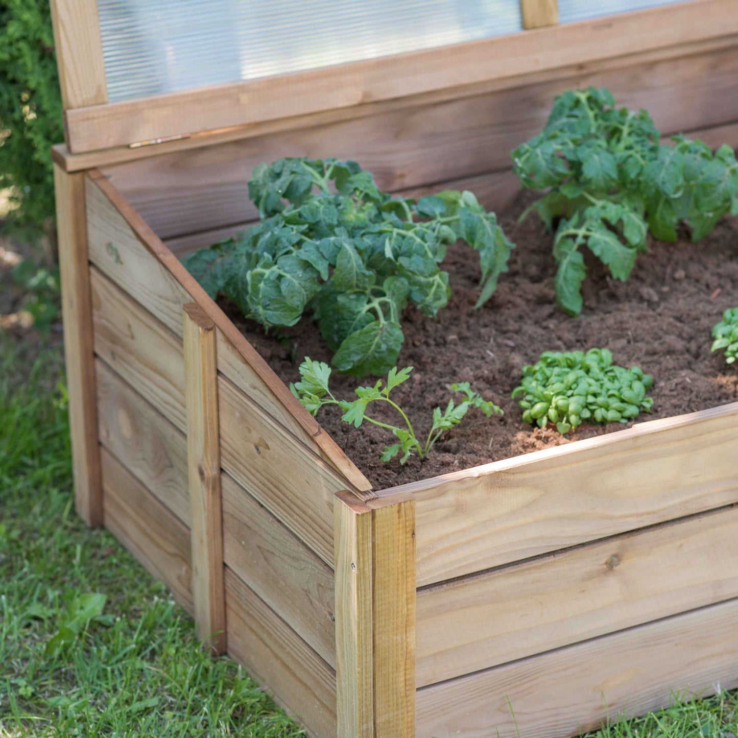 Raised bed - greenhouse