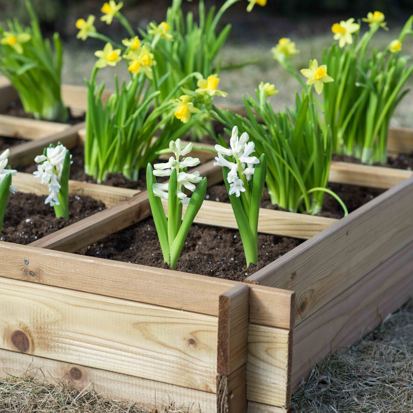 Vegetable bed with 9 sections